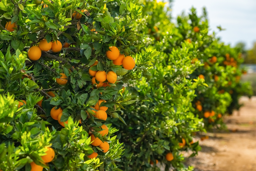 A képen egy mandarinliget látható