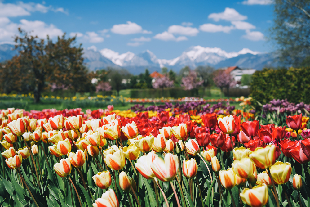 SZLOVÉNIAI KÖRUTAZÁS TULIPÁNVIRÁGZÁSKOR